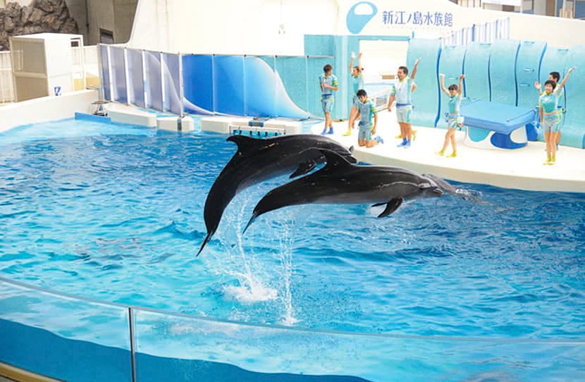 The New Enoshima Aquarium